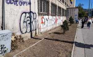 Foto: M. B. / Radiosarajevo.ba / Posječena čuven smokva u centru Sarajeva