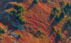 Foto: Boris Trogrančić / Vranica