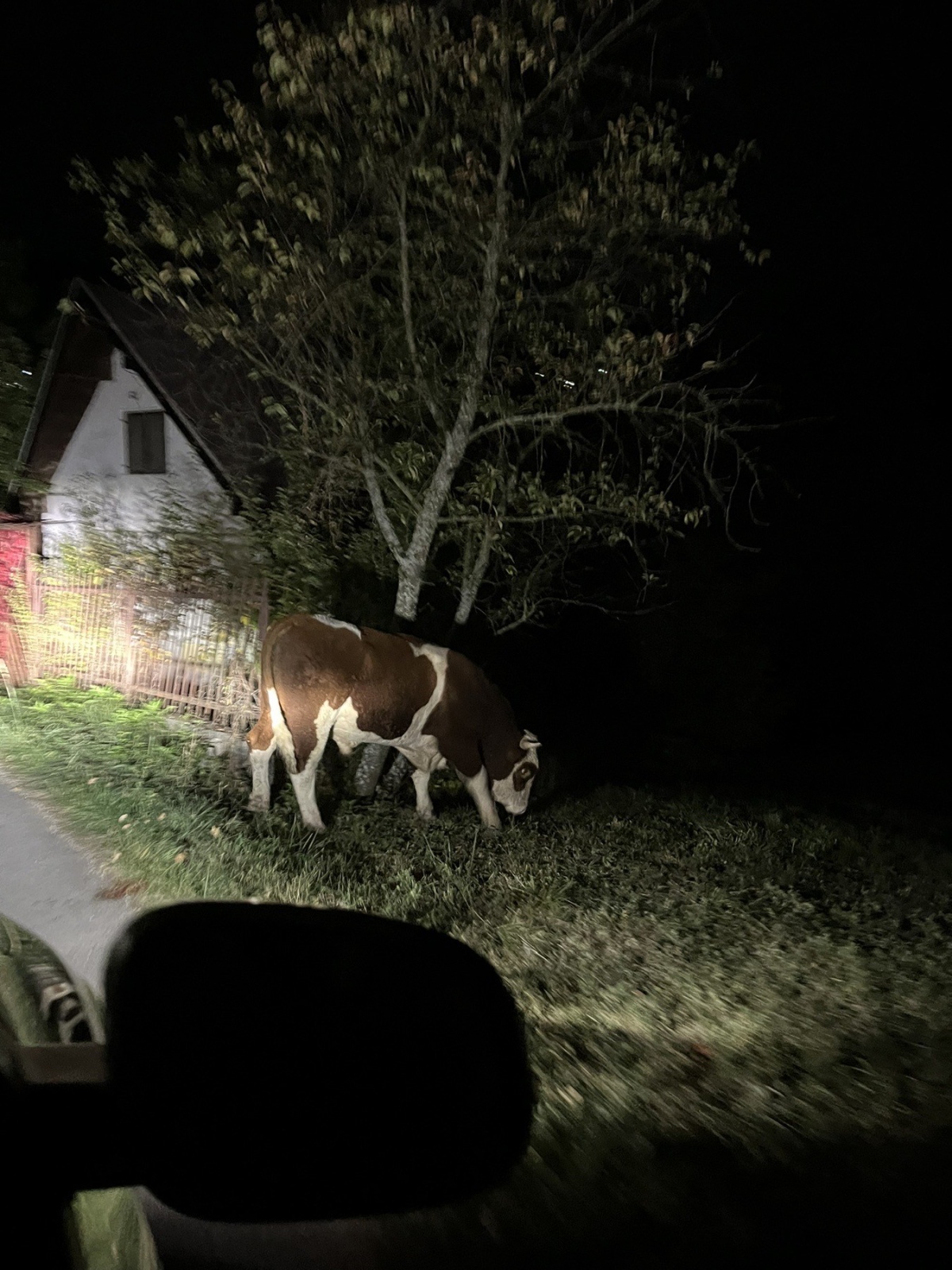 Stoka bez nadzora u Vogošći