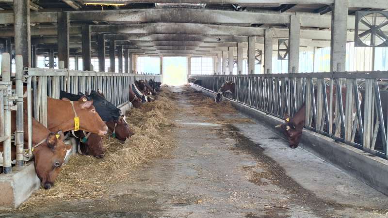 Farma Jusufa Arifagića u Kozarcu