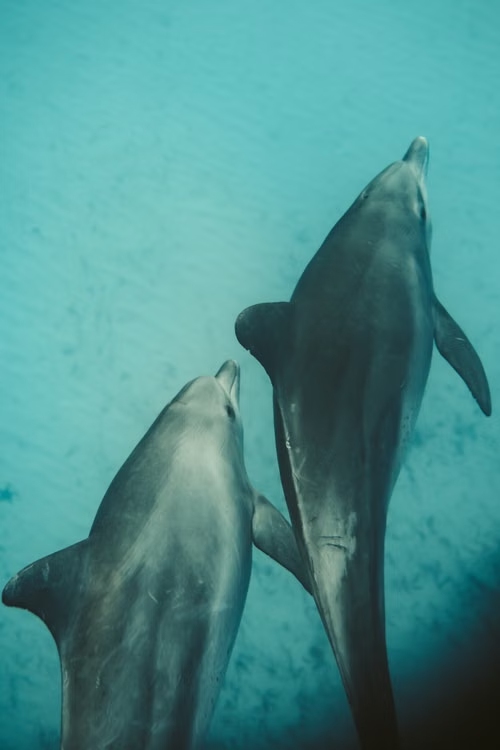 Delfin