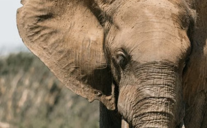 Foto: Pexels / Slon