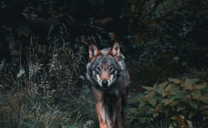 Foto: Pexels / Vuk