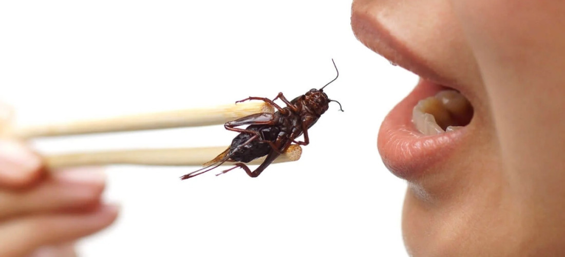 Da li biste mogli jesti insekte?