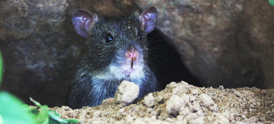 Utiču li higijena i održavanje zgrada na pojavu glodara i leptospiroze u KS?